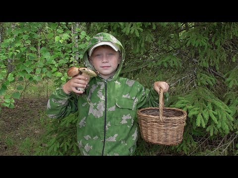 Видео: По ГРИБЫ! Подберёзовики, подосиновики БЕЛЫЙ!