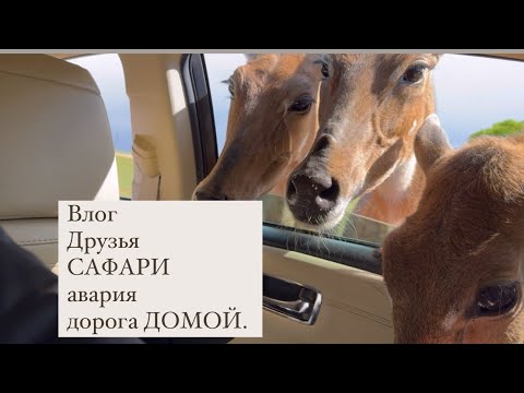 Видео: Vlog, часть2, друзья, САФАРИ, Авария, ДОРОГА ДОМОЙ