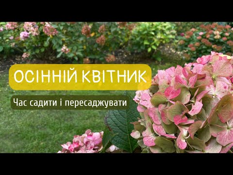 Видео: Осінній квітник: час садити і пересаджувати