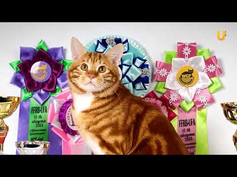 Видео: Глазами животных 285. Федор — история одного курильского бобтейла