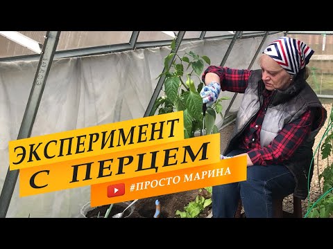 Видео: Посадка рассады перца в теплицу. Эксперимент.