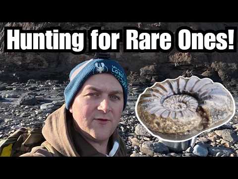 Видео: Бурные моря, редкие окаменелости! Охота за окаменелостями на побережье Йоркшира