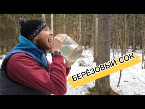 Видео: СБОР БЕРЁЗОВОГО СОКА 2024