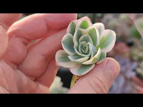 Видео: Echeveria Compton Curls или Эчеверия Карусель