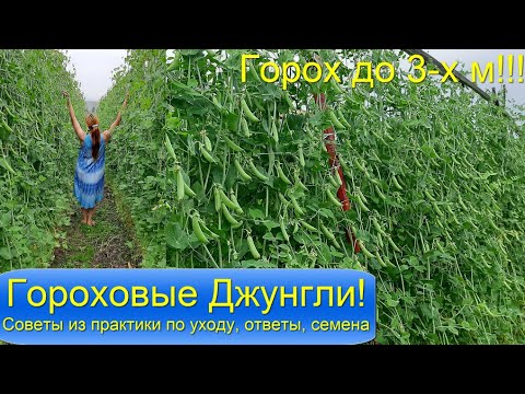 Видео: Очень высокий до 3 х м и очень вкусный горох Гороховые Джунгли Все советы для успешного  выращивания