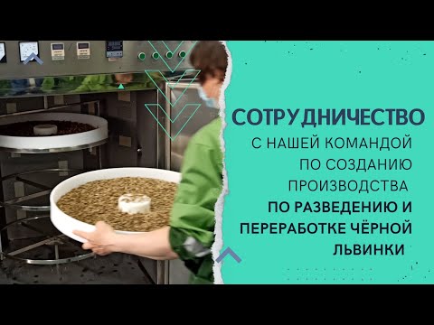 Видео: Сотрудничество в создании промышленного производства по выращиванию и переработке чёрной львинки.