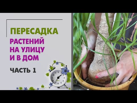 Видео: ПЕРЕСАДКИ растений | Растения на улицу и в дом | Часть 1