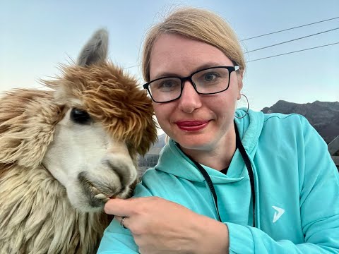 Видео: Море обаяния: встреча с альпаками на Роза Хутор