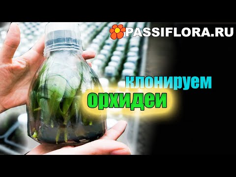 Видео: Как копируют орхидеи (мериклон - точная копия растения).