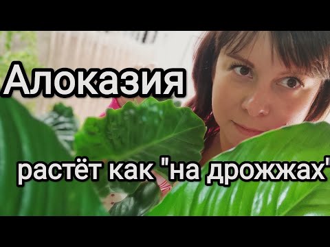 Видео: Как я нашла подход к Алоказии. Часть 2 продолжение истории