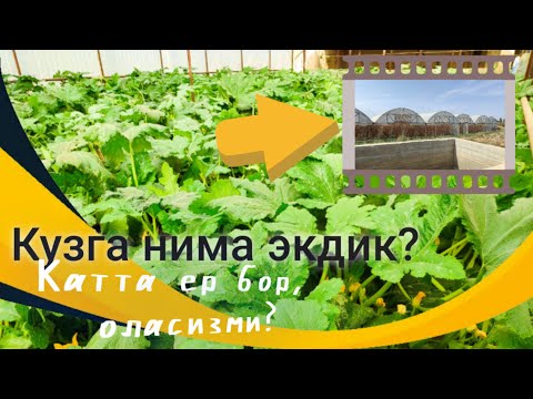 Видео: Кузга нима экдик? Катта ер бор, оласизми?