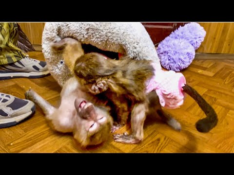 Видео: ЭТО НАДО ВИДЕТЬ! Как Маня и Анфиса делили лежанку и НАШЛИ ОБЩИЙ ЯЗЫК!