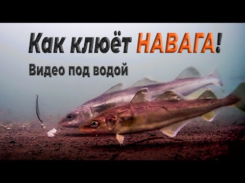 Видео: Как клюёт навага. Подводная съёмка наваги подо льдом на реке Найба на Сахалине.