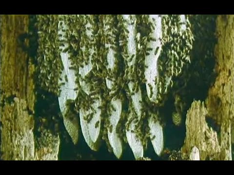 Видео: Пчелы и урожай