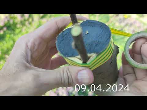 Видео: Прививка Яблони Весной наглядно