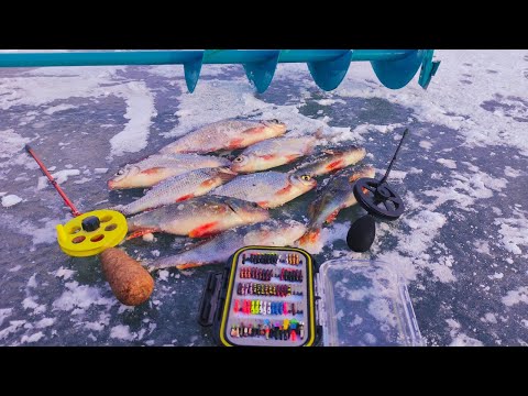 Видео: ЛОВЛЯ ОКУНЯ і ГУСТЕРИ на БЕЗМОТИЛКИ ЛІСОТКИ! КОЛІР ПІДІБРАВ! ЗИМОВА РИБАЛКА 2025!