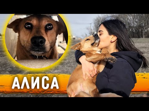 Видео: Начинаем Чипизацию собак. Алиса в шоке, но счастлива прогулкам. Рей опыляет Нукера.