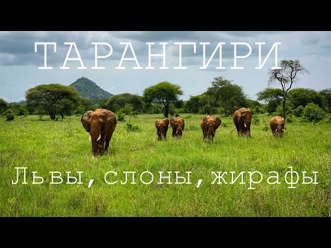 Видео: Африканское сафари. Тарангири. Львы, слоны, жирафы.