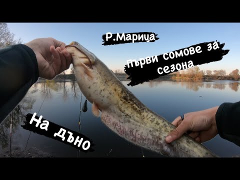 Видео: Сом на ДЪНО на Марица.Първите сомлета за годината.