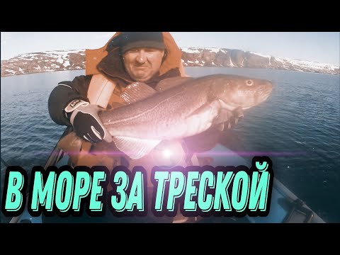 Видео: В БАРЕНЦЕВО МОРЕ ЗА ТРЕСКОЙ НА ЛОДКЕ. СУРОВАЯ КРАСОТА СЕВЕРА.