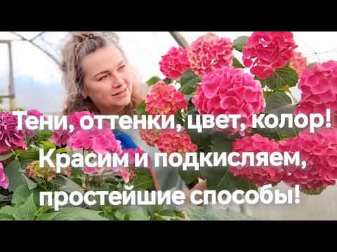 Видео: Красим гортензию простейшими способами.