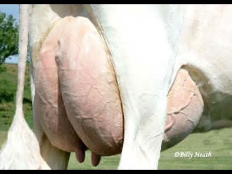 Видео: Что надо делать , чтобы у коровы было большое вымя и она не брыкалась при первой дойке?