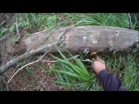Видео: Поход за грибами. Природа, лес и хорошее настроение. Beku sezona. Nature, forest and good mood.