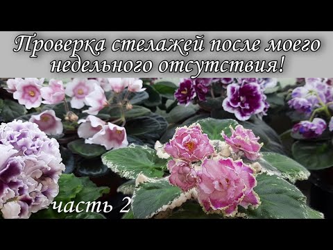 Видео: Проверяю стелажи с цветущими фиалками!  Часть 2.