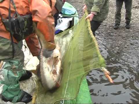 Видео: Сахалинский осетр (Acipenser mikadoi). Река Тумнин, Хабаровский край 2008 г.  Краткая версия I