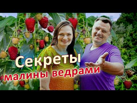 Видео: Малина: как ВАМ увеличить урожай