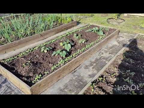 Видео: ПЕРВЫЕ НОЧЁВКИ НА ЛЮБИМОЙ ДАЧЕ#ПРОСУШИЛИ ТЕПЛИЦЫ ОТ ВОДЫ#ПЕРВАЯ КЛУБНИКА 🍓