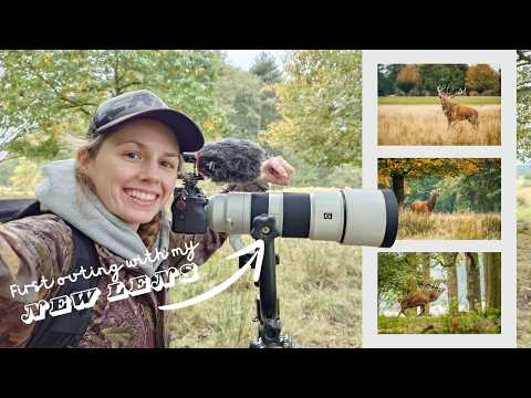 Видео: Новый объектив, новое приключение: съемка гона оленей