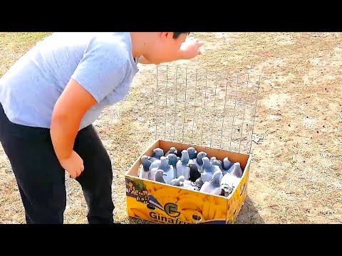 Видео: Завёз на расстояние 114км почтовый спортивные голуби. Distance 114 kilometers postal sport pigeons