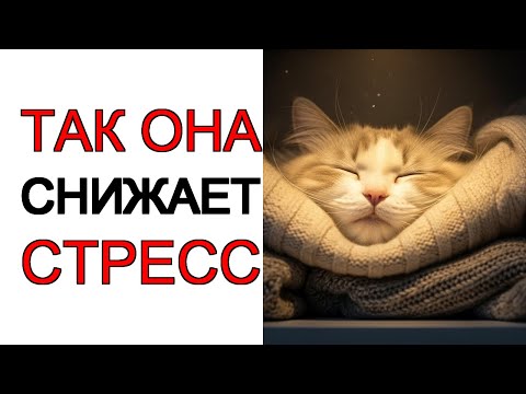Видео: Ваша кошка прячется? 3 вещи, которые она пытается вам сказать