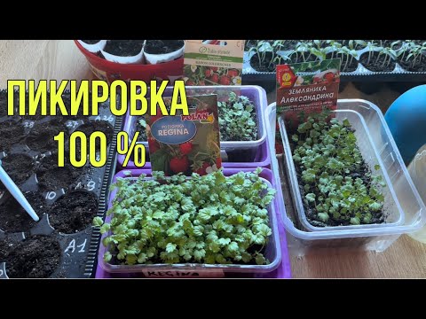 Видео: Пучковой способ пикировки земляники! 2022