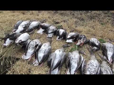 Видео: Супер охота на гусей в Казахстане!!! Красивые налёты. Осень 2021.