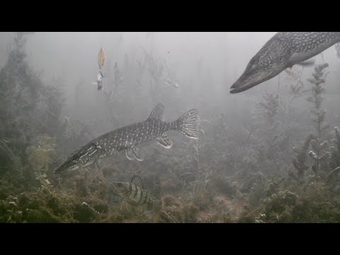 Видео: БЕЗУМНЫЕ подводные кадры! Подлёдная рыбалка на ЩУКУ с 5 АЛМАЗАМИ!