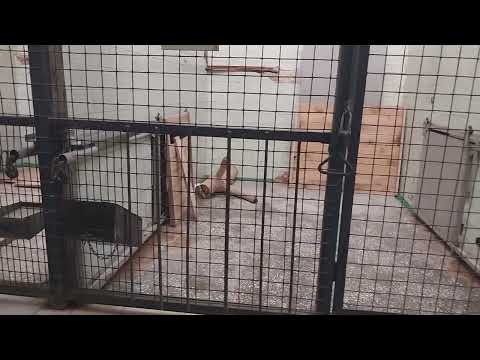 Видео: Челябинский зоопарк, крупные 🐱 кошки