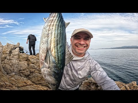 Видео: ТЮЛЕНИ ГОНЯТ ПАЛАМУДИ! Гладни лавраци налитат на Sea Buzz Panic Tail!