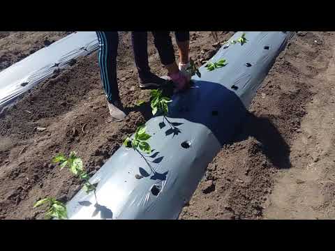 Видео: Высадка рассады. Май 2018.