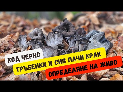 Видео: Определяне на #гъби от #черната #гора!