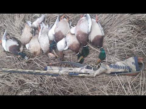 Видео: Установили попадучию высокую планку на итальянское ружье Benelli Vinci Black.