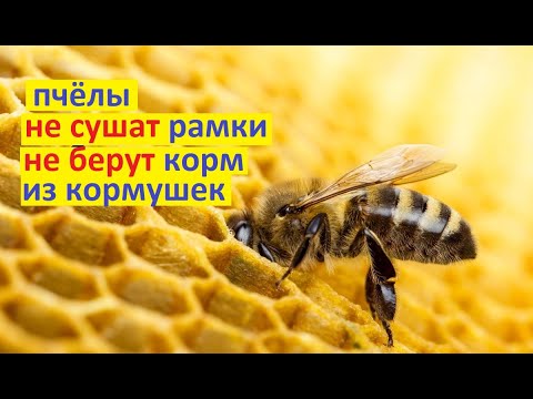 Видео: #Пчёлы против мёда !!!  Незабирают мёд из кормушек, не сушат рамки. Почему и как заставить.