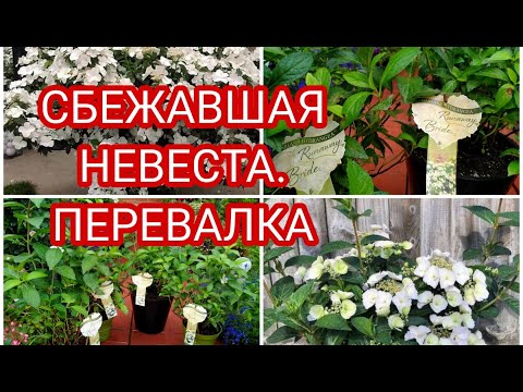 Видео: ГОРТЕНЗИЯ СБЕЖАВШАЯ НЕВЕСТА ,. ПЕРЕСАЖИВАЮ В БОЛЬШИЙ ОБЪЕМ 🤗 💐