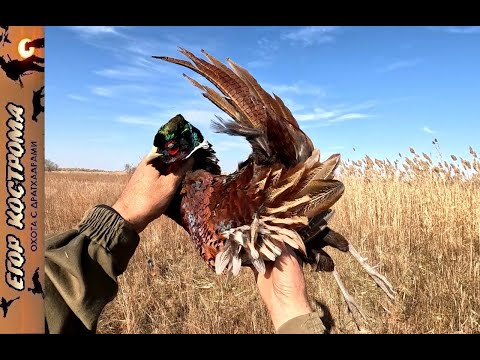Видео: Охота на фазана в камышах с дратхаарами.