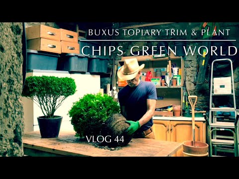 Видео: Обрезка и посадка самшита для топиарии #самшит #топиарий #самшит #топиарийсамшита #топиарийсамшит...