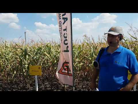 Видео: Демопосіви кукурудзи в Рост агро в стані "крайнього враження посухою та спекою"