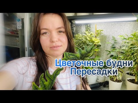 Видео: Цветочные будни| пересадки | обзор покупок