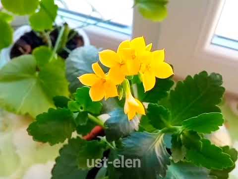 Видео: Каланхоэ. Размножение листом.