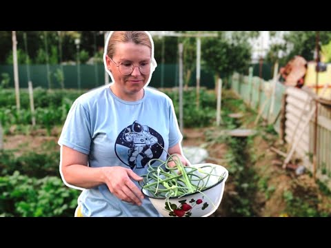 Видео: Жареные стрелки чеснок. Огород. Глухие.